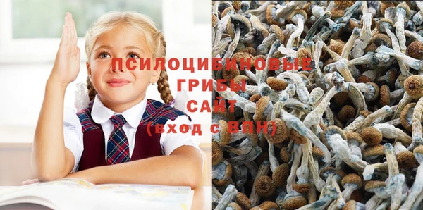 прущие грибы Белокуриха